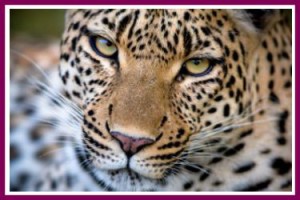 tiger age spots